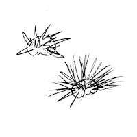 a drawing of two hedgehogs on a white background